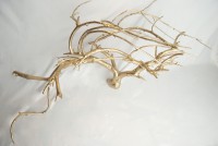/album/garden-of-greed/a5-jpg1/