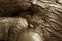 /album/garden-of-greed/a11-jpg/